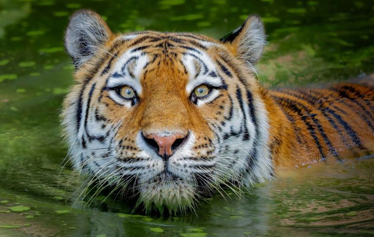Ein Tiger in grünlich veralgtem Wasser hat den Fotografen fest im Blick
