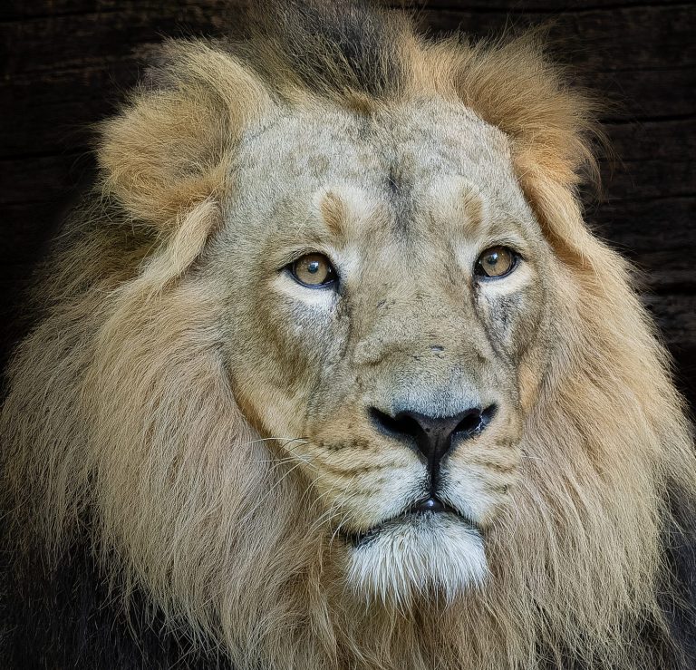 Ein Löwenkopf-Portrait mit sehr selbstbewusstem Blick