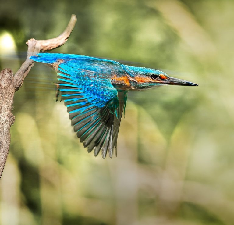 Eisvogel fliegt vom Ast