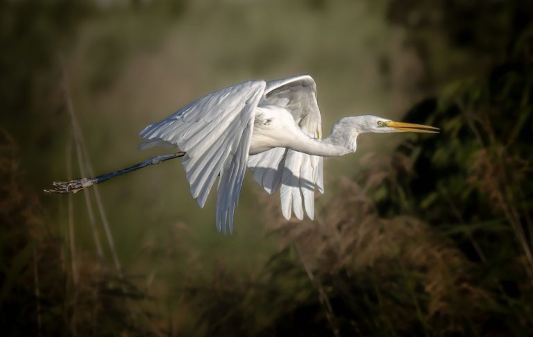 Silberreiher im Flug am Schilf  