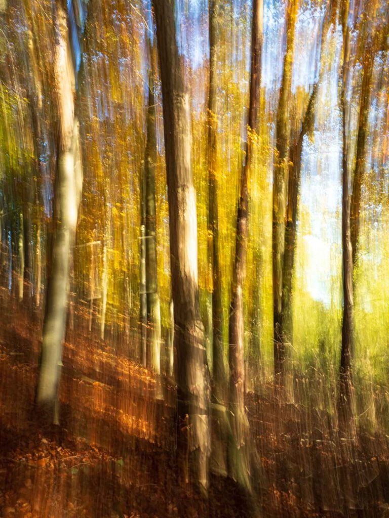 Sonnendurchfluteter Laubwald im Herbst. Abstrakt