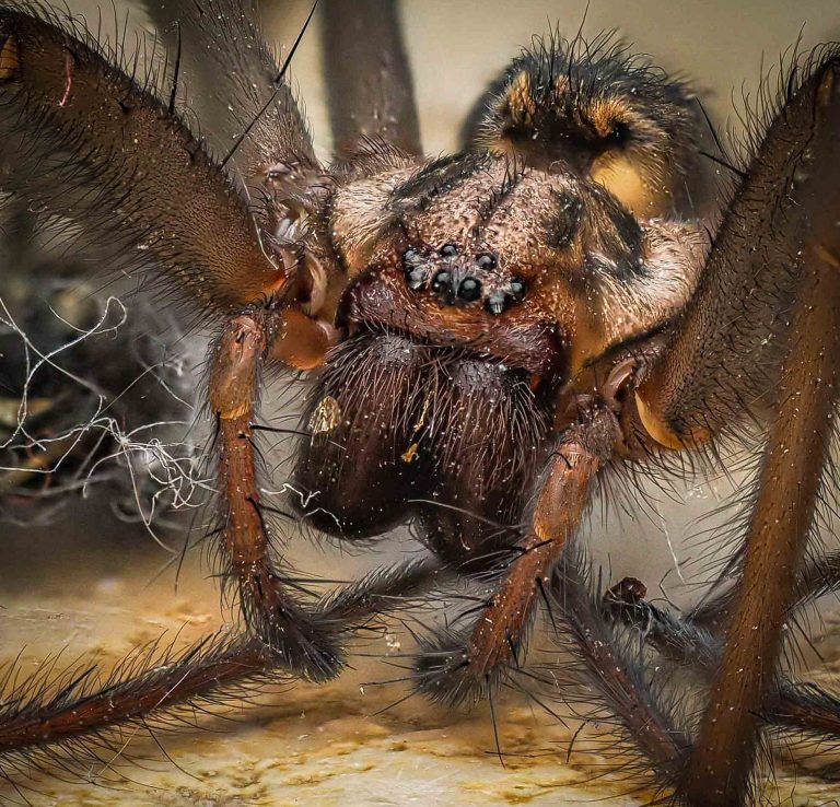 Macroaufnahme einer Spinne