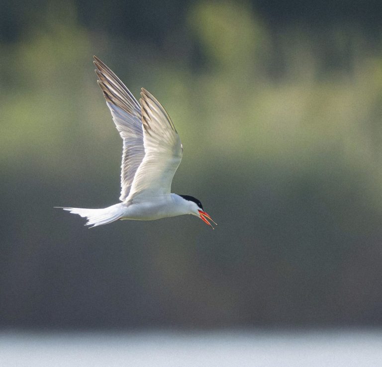 Flussseeschwalbe  im Flug