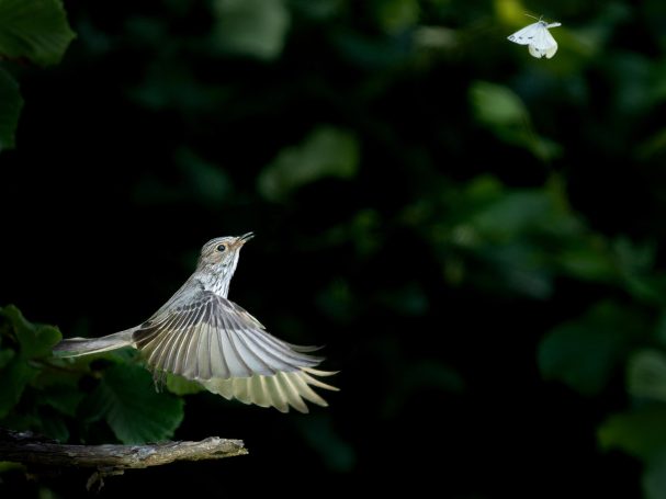 Grauschnäpper auf der Jagd nach einem Schmetterling