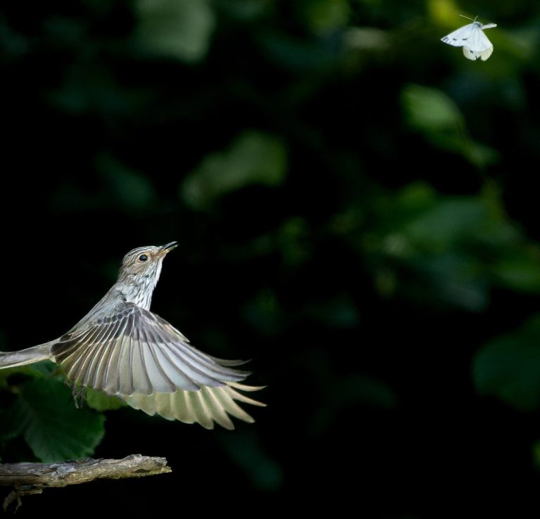 Grauschnäpper setzt an einen Schmetterling zu fangen