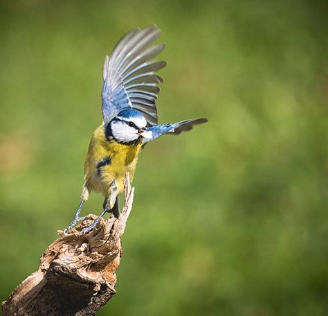 Blaumeise startet gerade mit erhobenen Flügeln