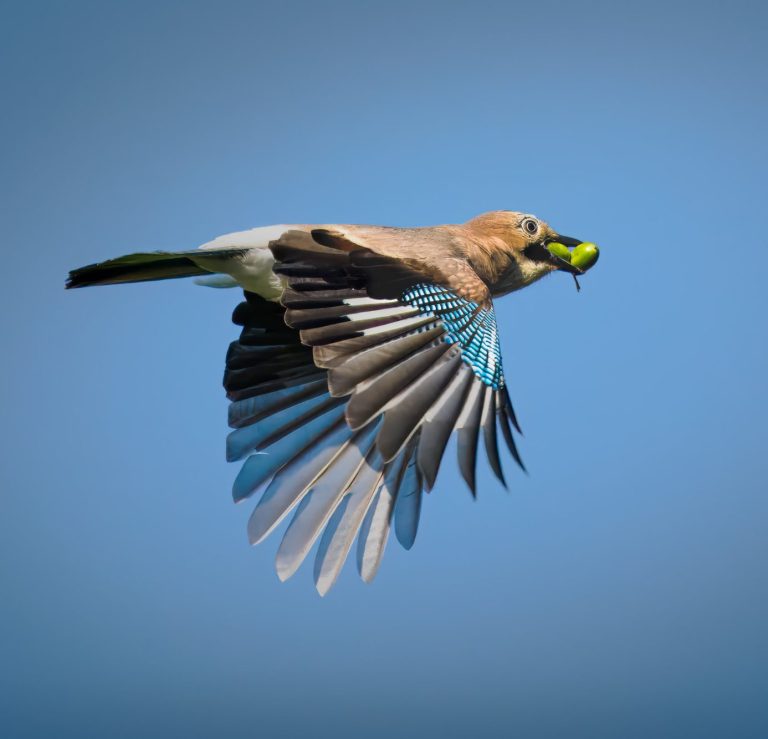 Ein Eichelhäher im Flug mit 2 Eicheln im Schnabel