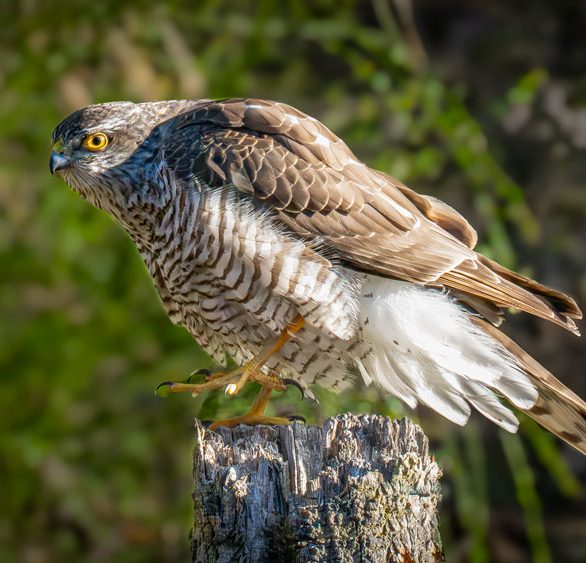 Sperber sitzt auf einem Holzpfahl und hebt einen Fuss, bereit zum Abflug