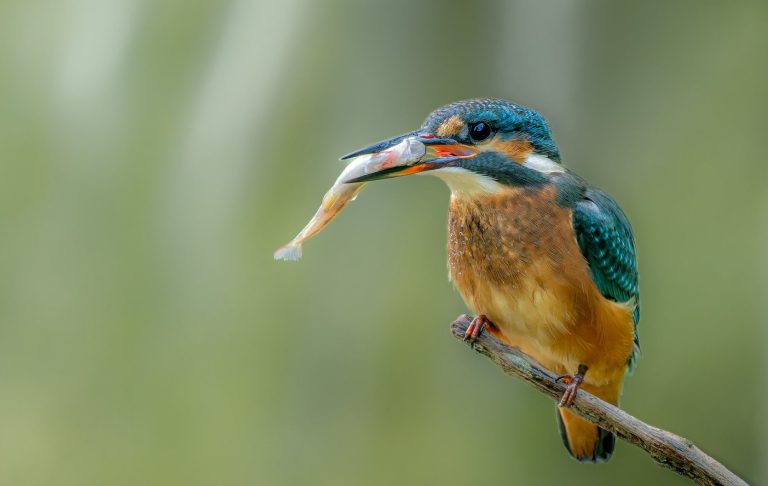 Ein Eisvogel slitz auf einem Ast mit Fisch im Schnabel