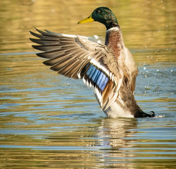 Farbenprächtige männliche Stockente schlägt mit den Flügeln