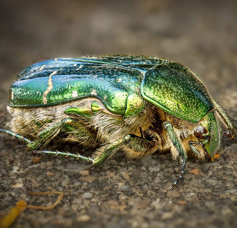 Makroaufnahme eines metallisch grün schimmernden Rosenkäfers