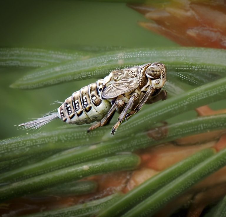 Macro-Aufnahme einer Fichtennadellaus (Pilicornis)