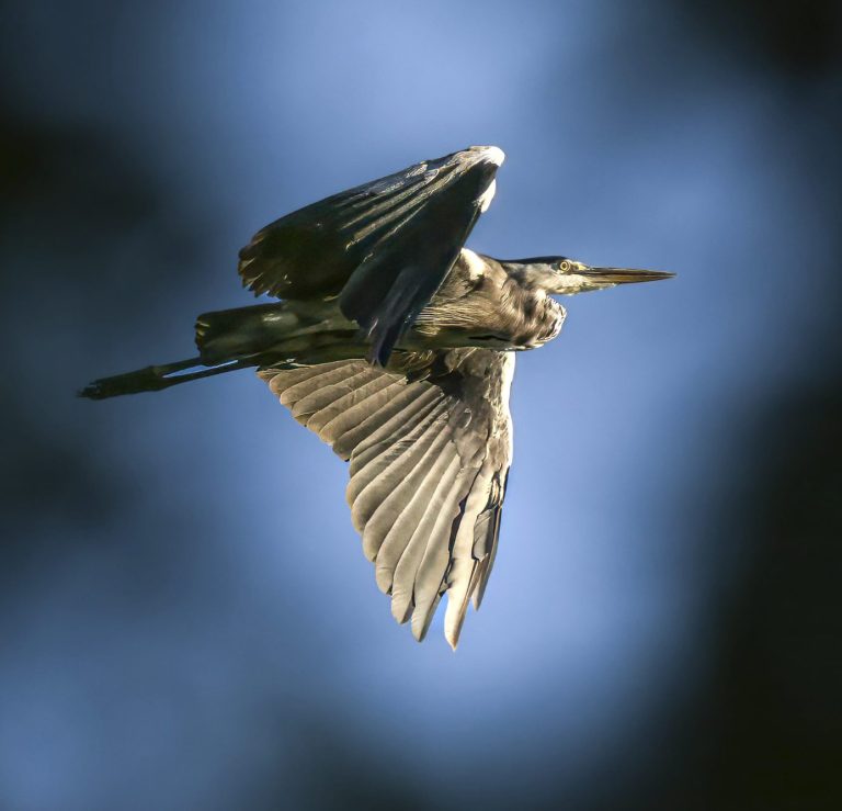 Graureiher im Flug zwischen Blattwerk