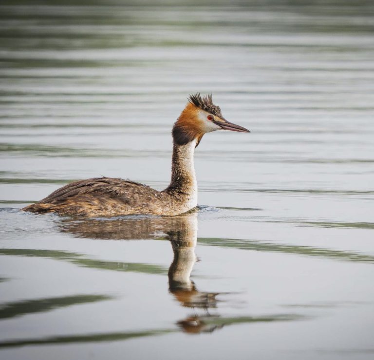 Habentaucher im Wasser