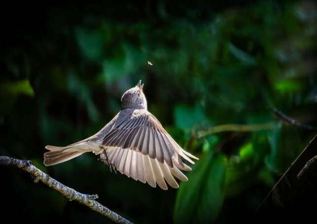 Ein Grauschnäpper ist gerade dabei in der Luft eine Fliege zu fangen