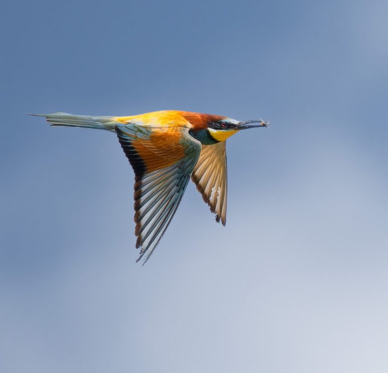 Bienenfresser im Flug mit Biene im Schnabel
