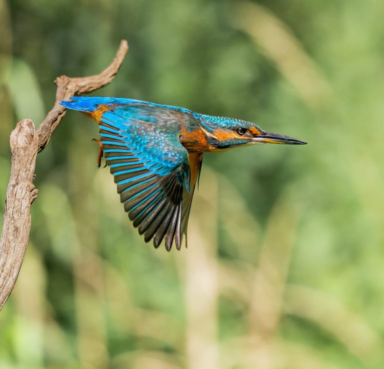 Eisvogel Abflug vom Ast