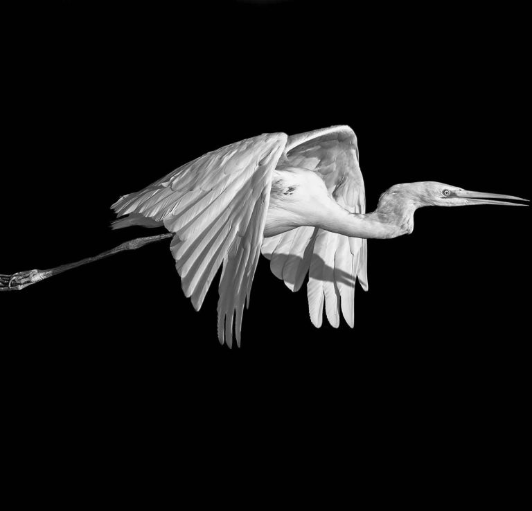 Silberreiher im Flug