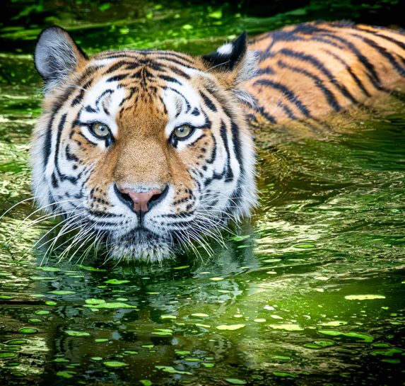 Tiger im von Algen grünem Wasser