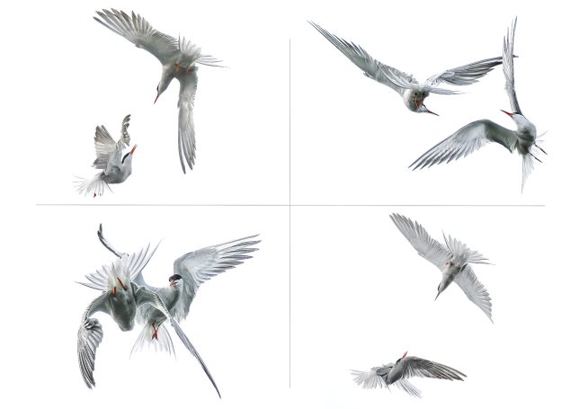 Zwei Fluss-Seeschwalben zanken sich in der Luft