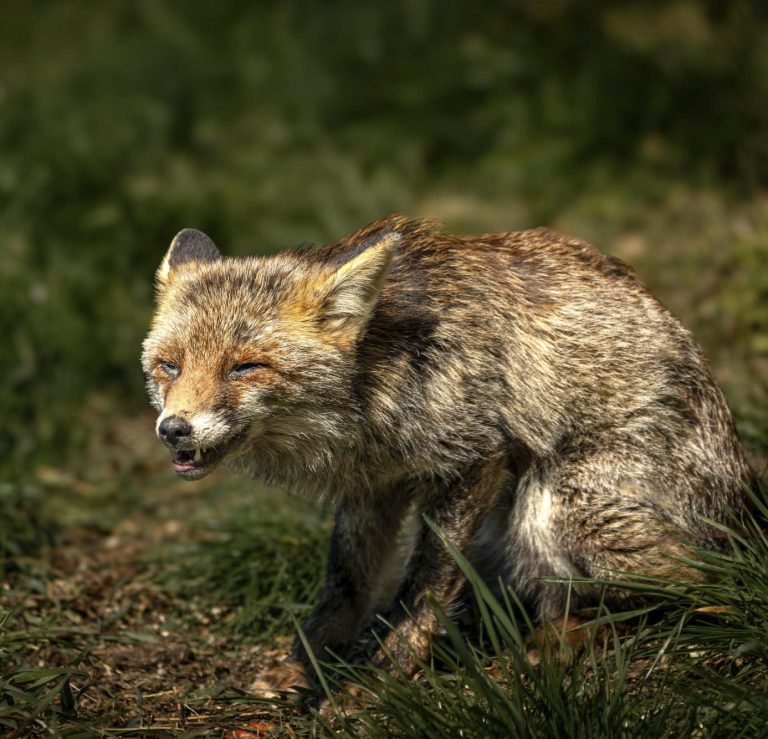 Ein junger Fuchs mit Bindehautentzündung kaut genüsslich im Gras