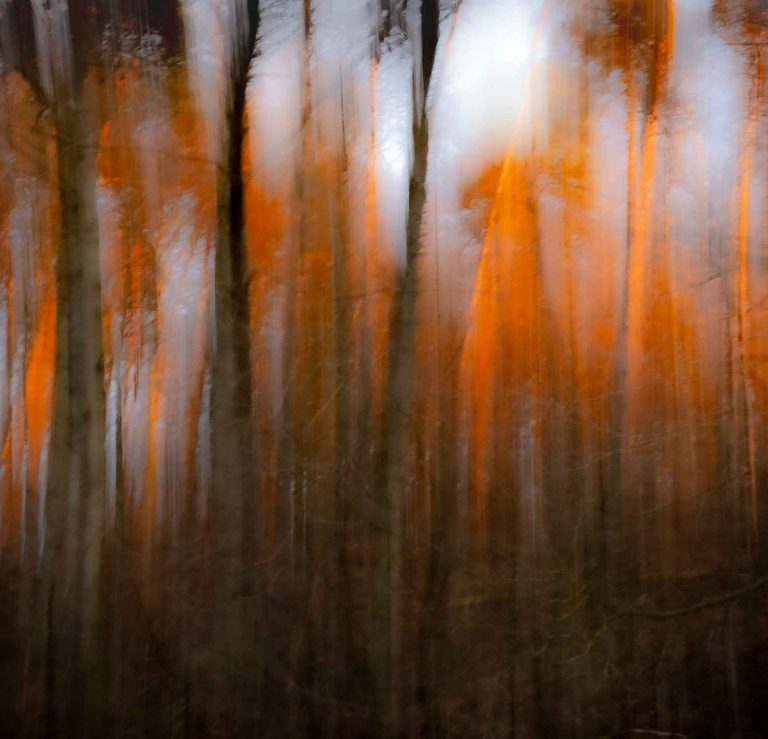 Rote Morgensonne bringt den Wald zum erglühen. Abstrakt