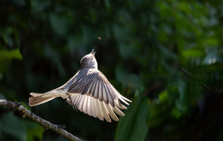 Ein Grauschnäpper setzt gerade an eine Fliege aus der Luft zu pflücken