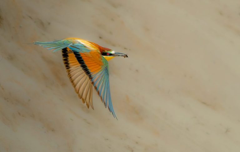 Ein Bienenfresser fliegt antlang eines Sandhanges mit einer erbeuteten Biene im Schnabel